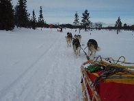 Huskies Erleben